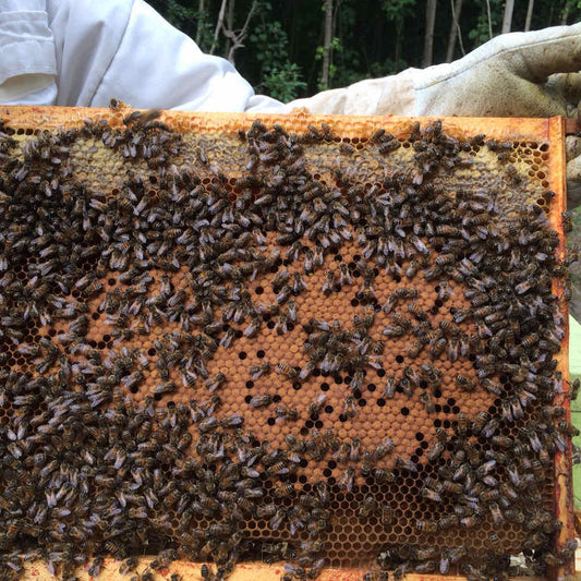 Pour relancer l'apiculture en France