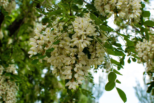 Miel d’Acacia des Bords de Loire