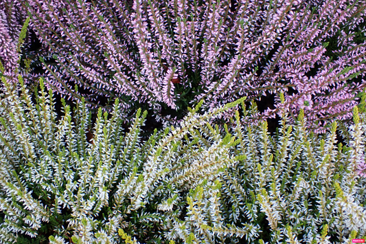 Miel de Bruyère Callune des Landes (Calluna vulgaris)