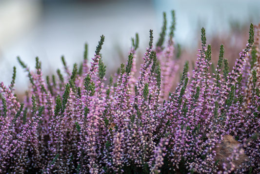 Miel Bruyère cendrée (Erica Cinerea)