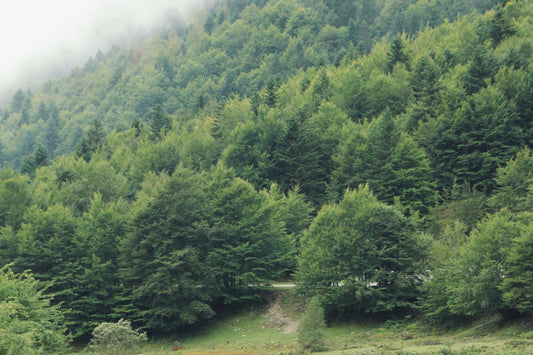 Miel des Pyrénées