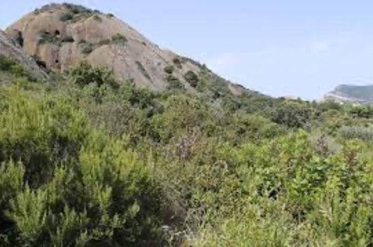 Miel de Maquis des Hautes Corbières