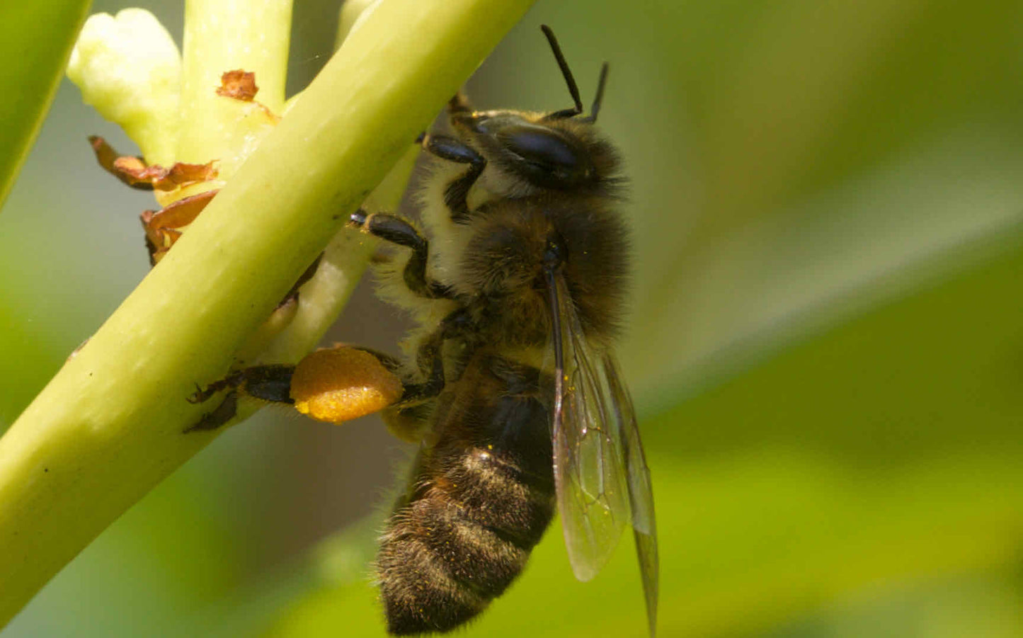 Pollen Bio du Var