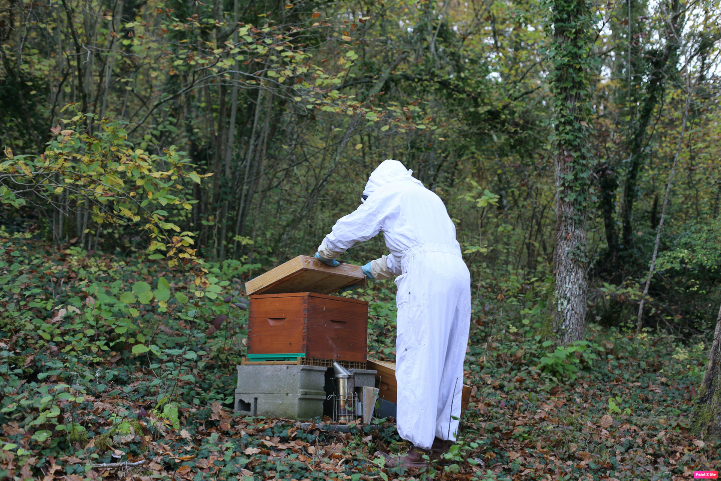 Miel de fleurs des bois