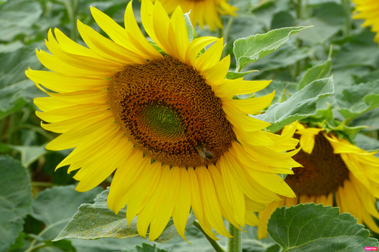 Miel de Tournesol