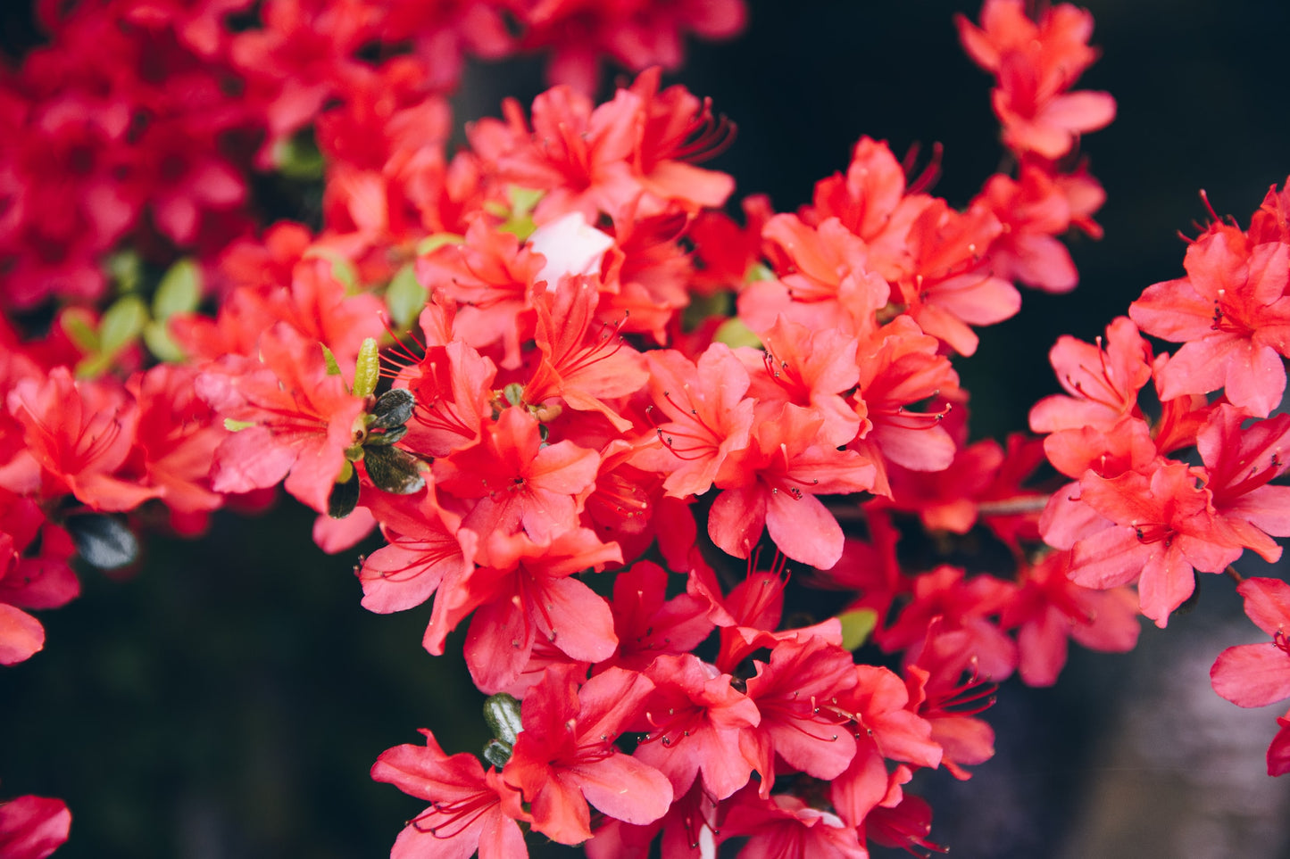 Miel de Rhododendron